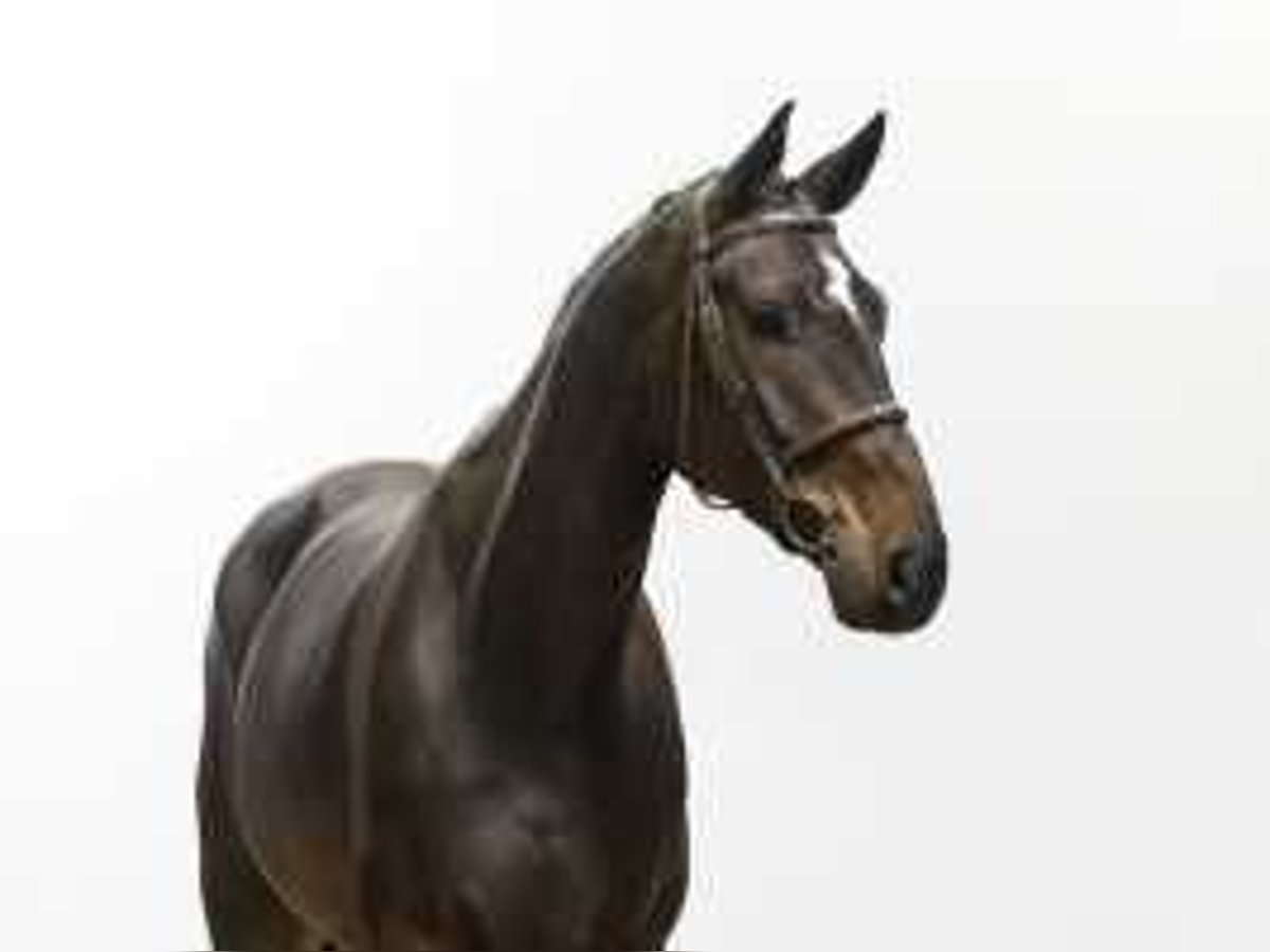 BWP (cheval de sang belge) Hongre 6 Ans 175 cm Bai in Waddinxveen