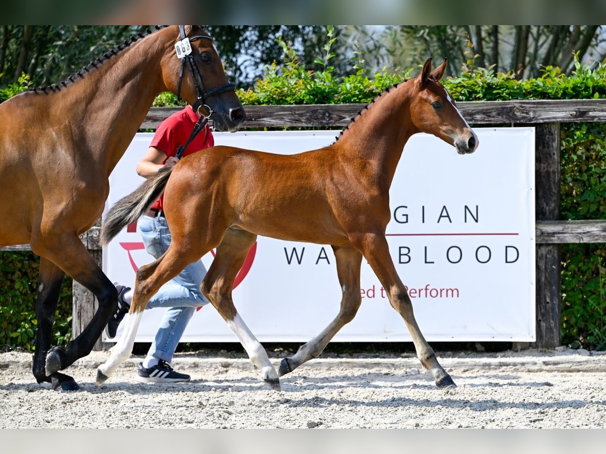 BWP (cheval de sang belge) Hongre Poulain (06/2024) in Oud-Heverlee