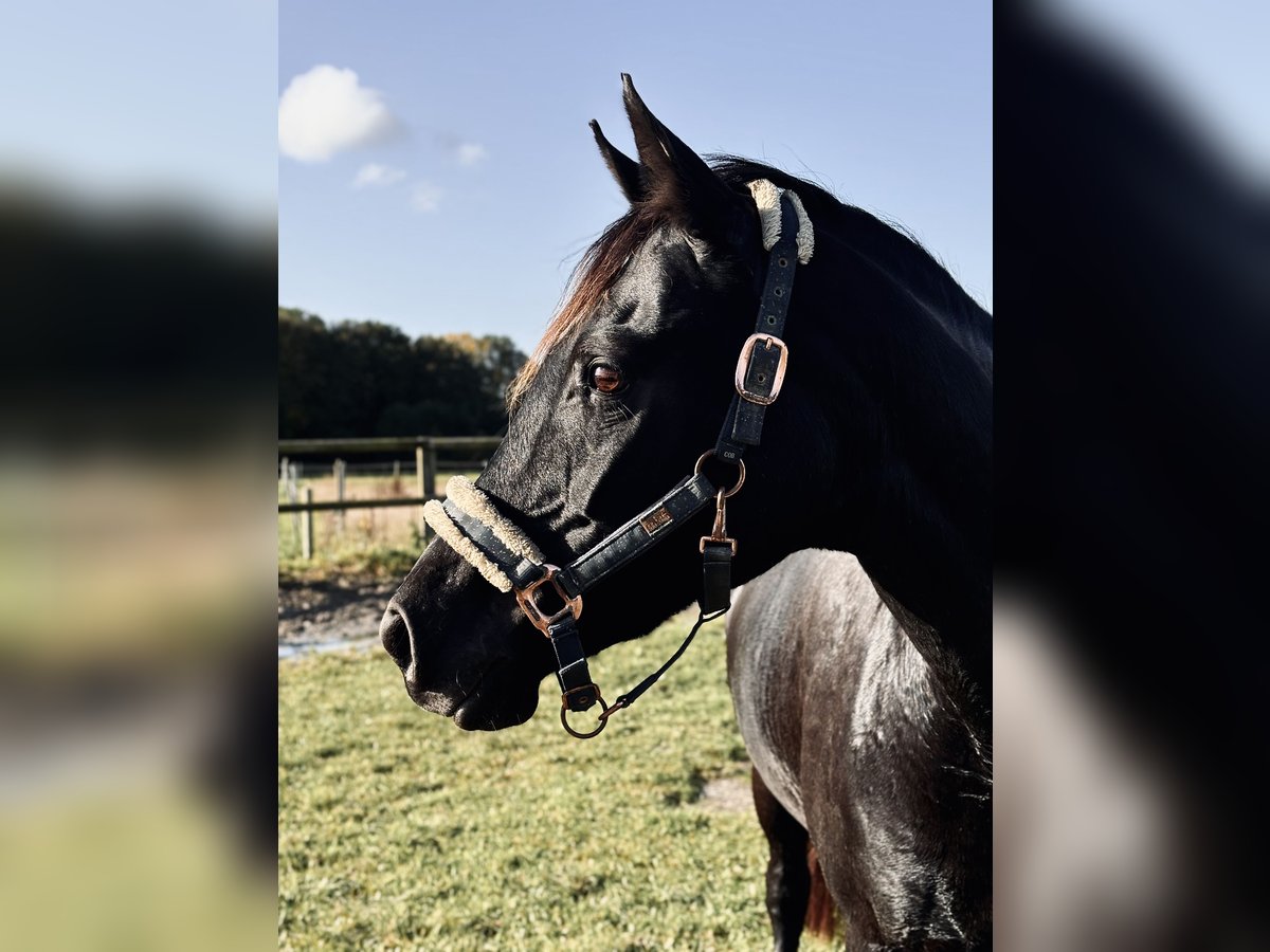 BWP (cheval de sang belge) Jument 14 Ans 155 cm in Oldenbüttel