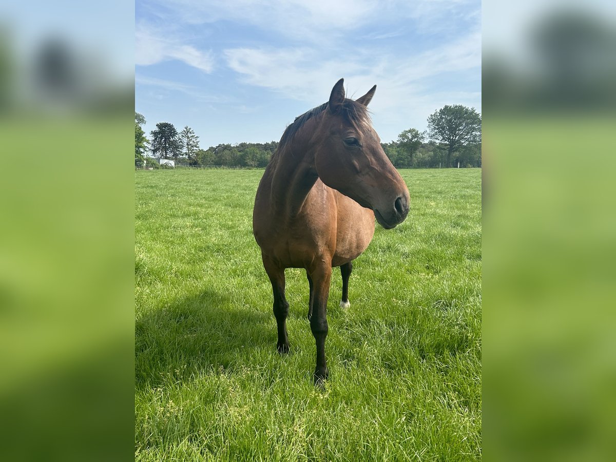 BWP (cheval de sang belge) Jument 17 Ans 163 cm Bai brun in Neerglabbeek