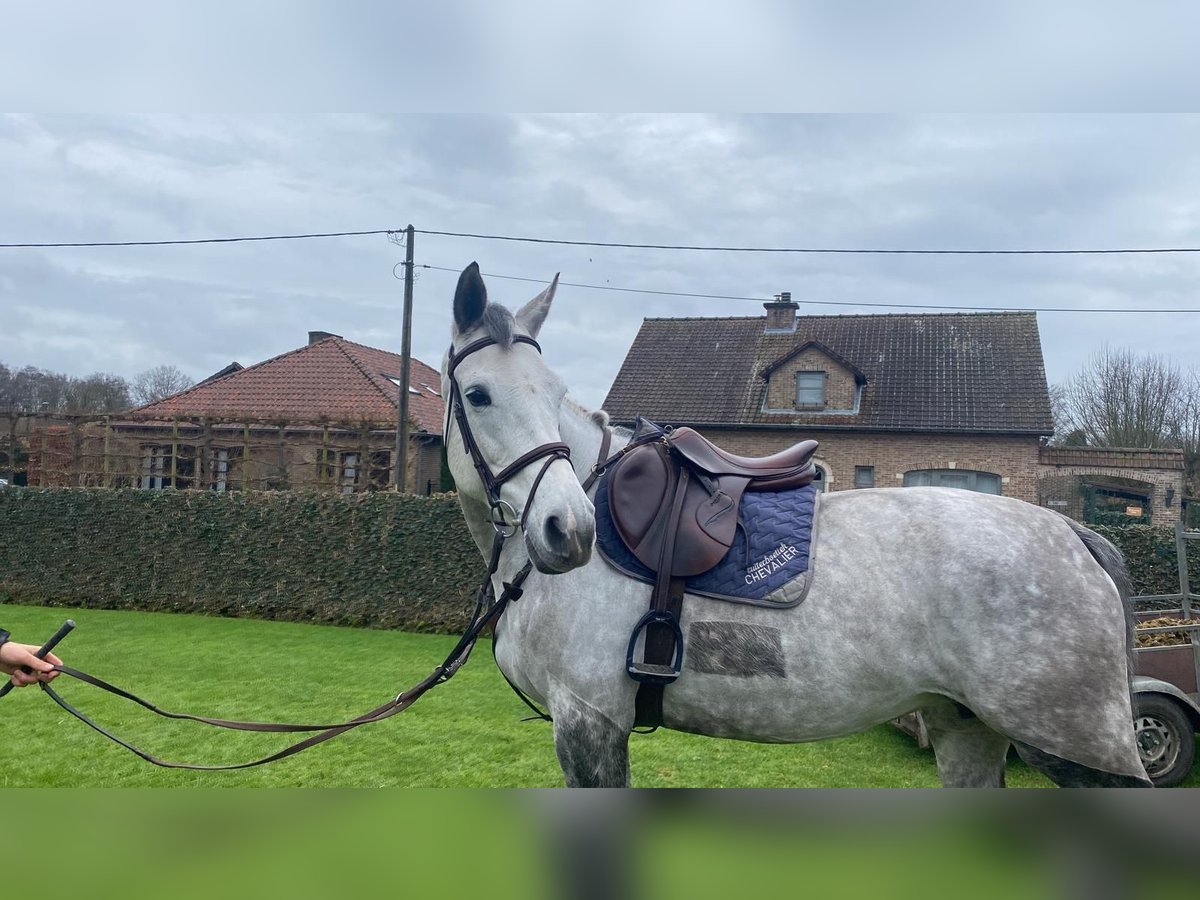 BWP (cheval de sang belge) Jument 9 Ans 165 cm Gris in Zonhoven