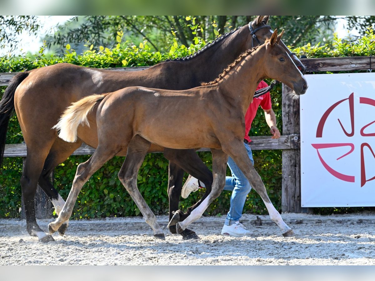 BWP (cheval de sang belge) Jument Poulain (05/2024) Alezan brûlé in Oud-Heverlee