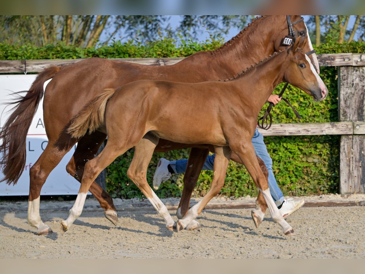 BWP (cheval de sang belge) Jument Poulain (04/2024) Alezan brûlé in Oud-Heverlee