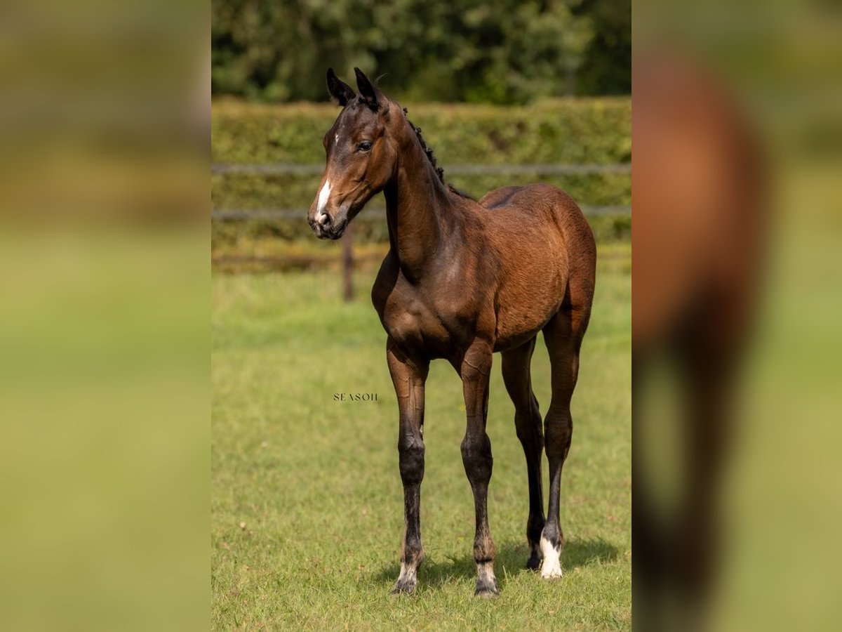 BWP (cheval de sang belge) Jument Poulain (04/2024) Bai brun in Ranst