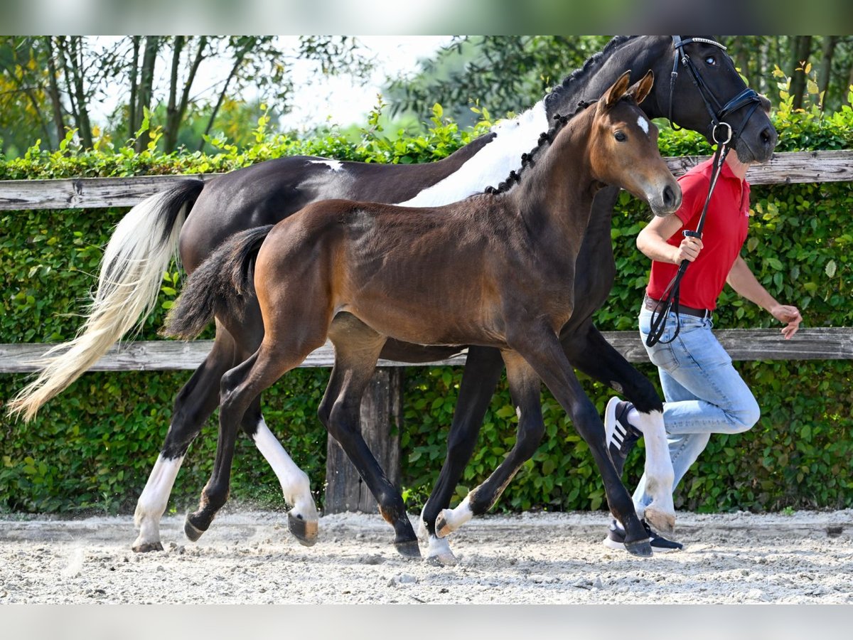 BWP (cheval de sang belge) Jument Poulain (04/2024) Bai brun in Oud-Heverlee