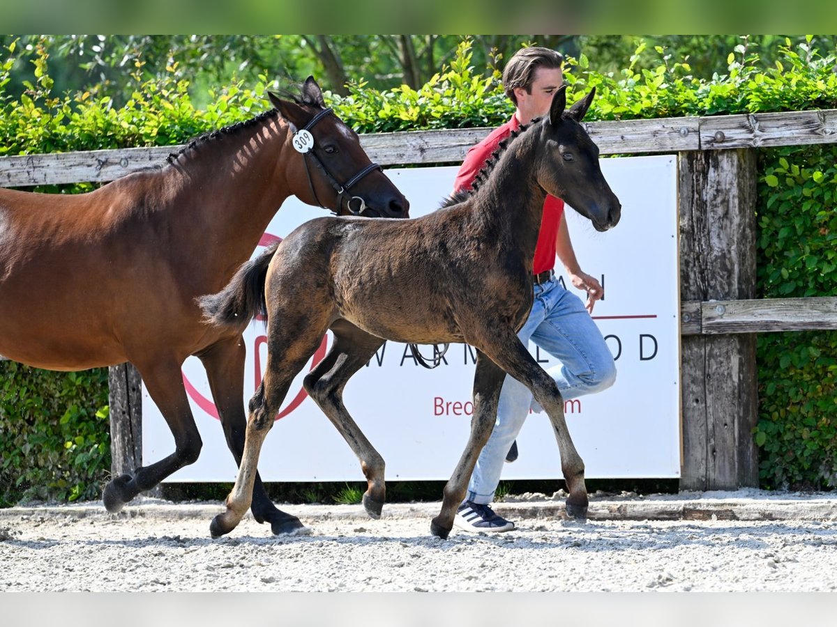 BWP (cheval de sang belge) Jument Poulain (05/2024) Bai cerise in Oud-Heverlee