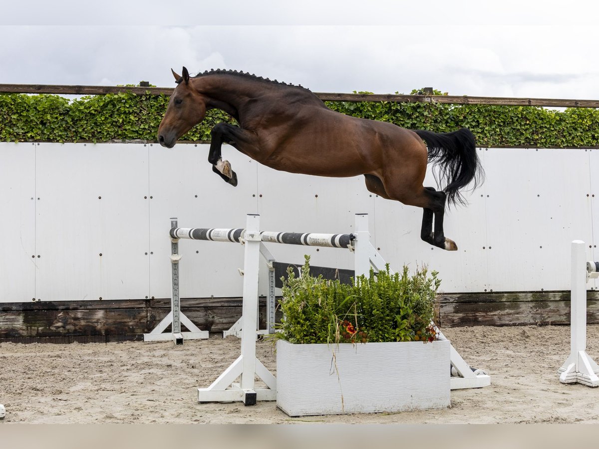 BWP (cheval de sang belge) Étalon 3 Ans 162 cm Bai in Waddinxveen