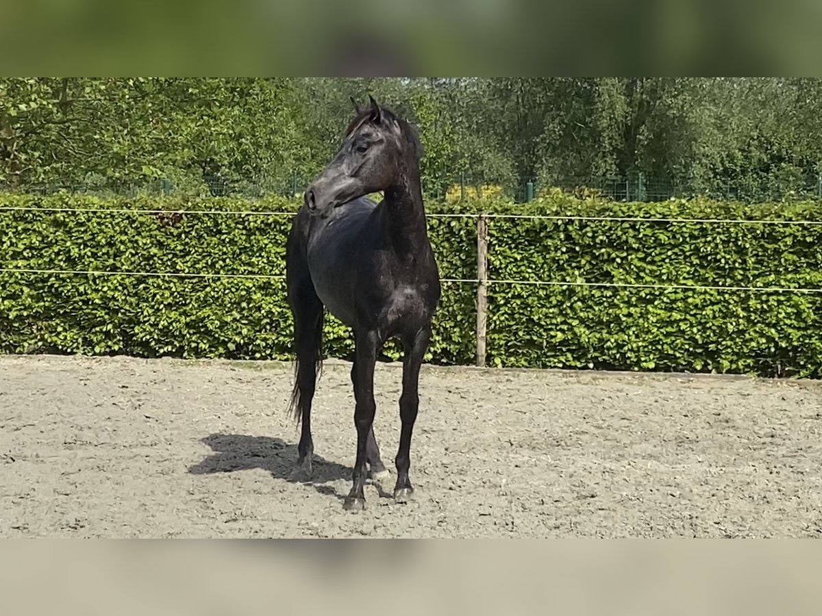 BWP (cheval de sang belge) Étalon 3 Ans 164 cm Gris in Oosterzele