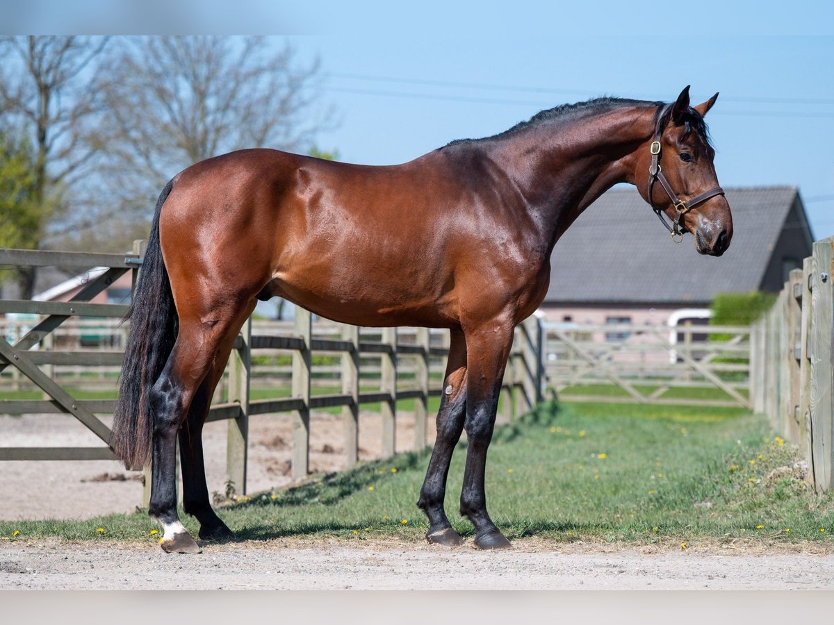 BWP (cheval de sang belge) Étalon 3 Ans Bai in GROTE-BROGEL