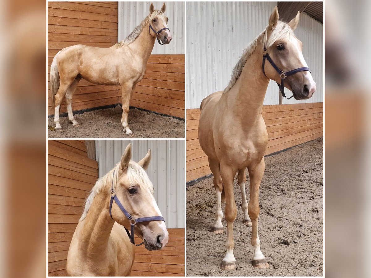 BWP (cheval de sang belge) Étalon 3 Ans Palomino in Den Ham BWP (cheval de sang belge) Étalon 3 Ans Palomino in Den Ham