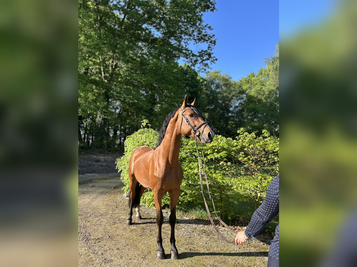 BWP (cheval de sang belge) Étalon 4 Ans 163 cm Bai in Belsele