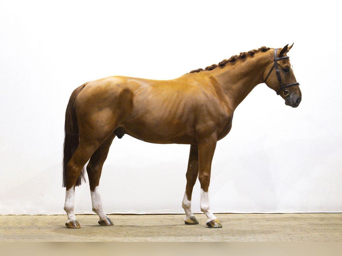 BWP (cheval de sang belge) Étalon 4 Ans 165 cm Alezan in Waddinxveen BWP (cheval de sang belge) Étalon 4 Ans 165 cm Alezan in Waddinxveen
