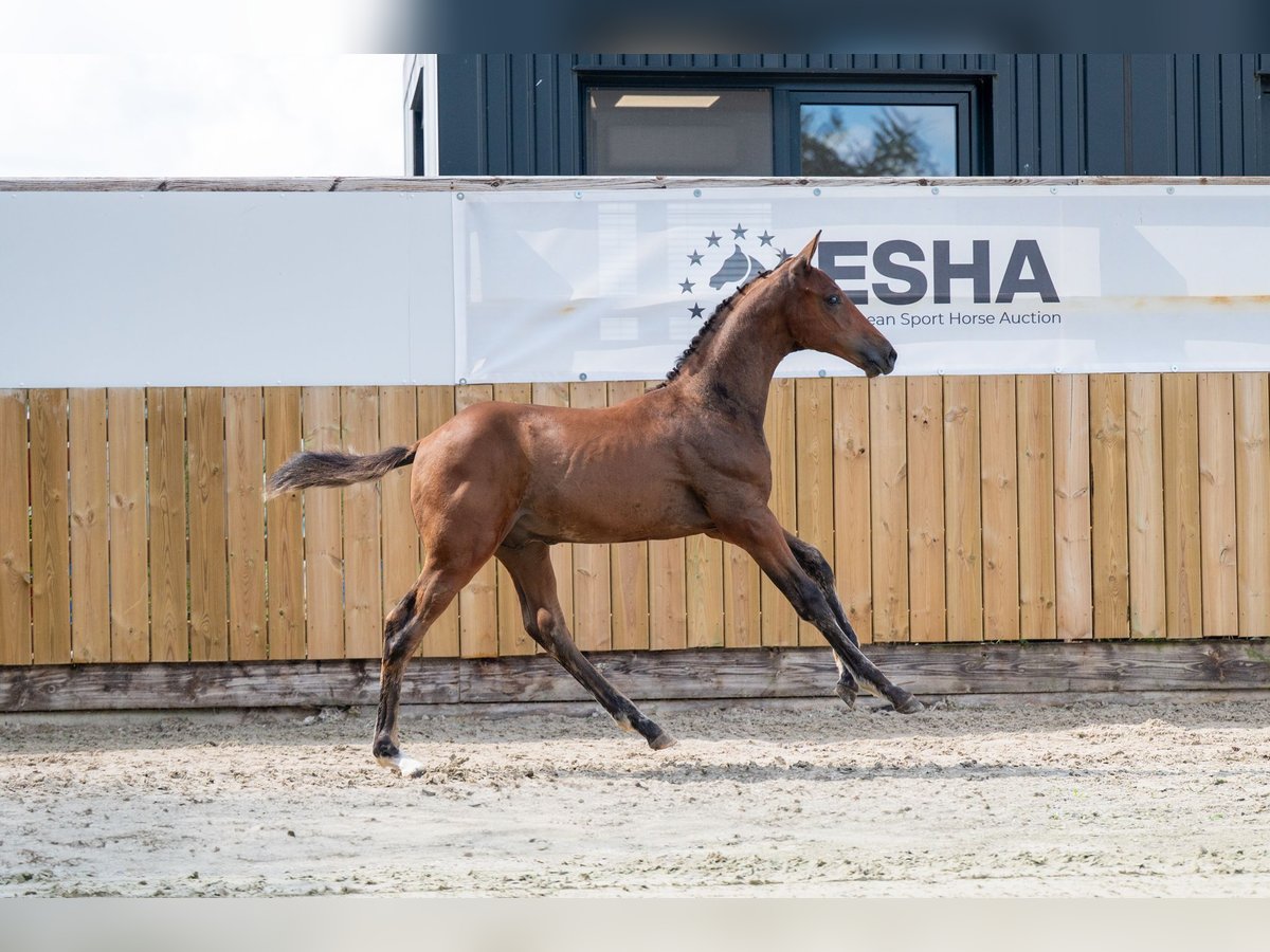 BWP (cheval de sang belge) Étalon  Bai in GROTE-BROGEL