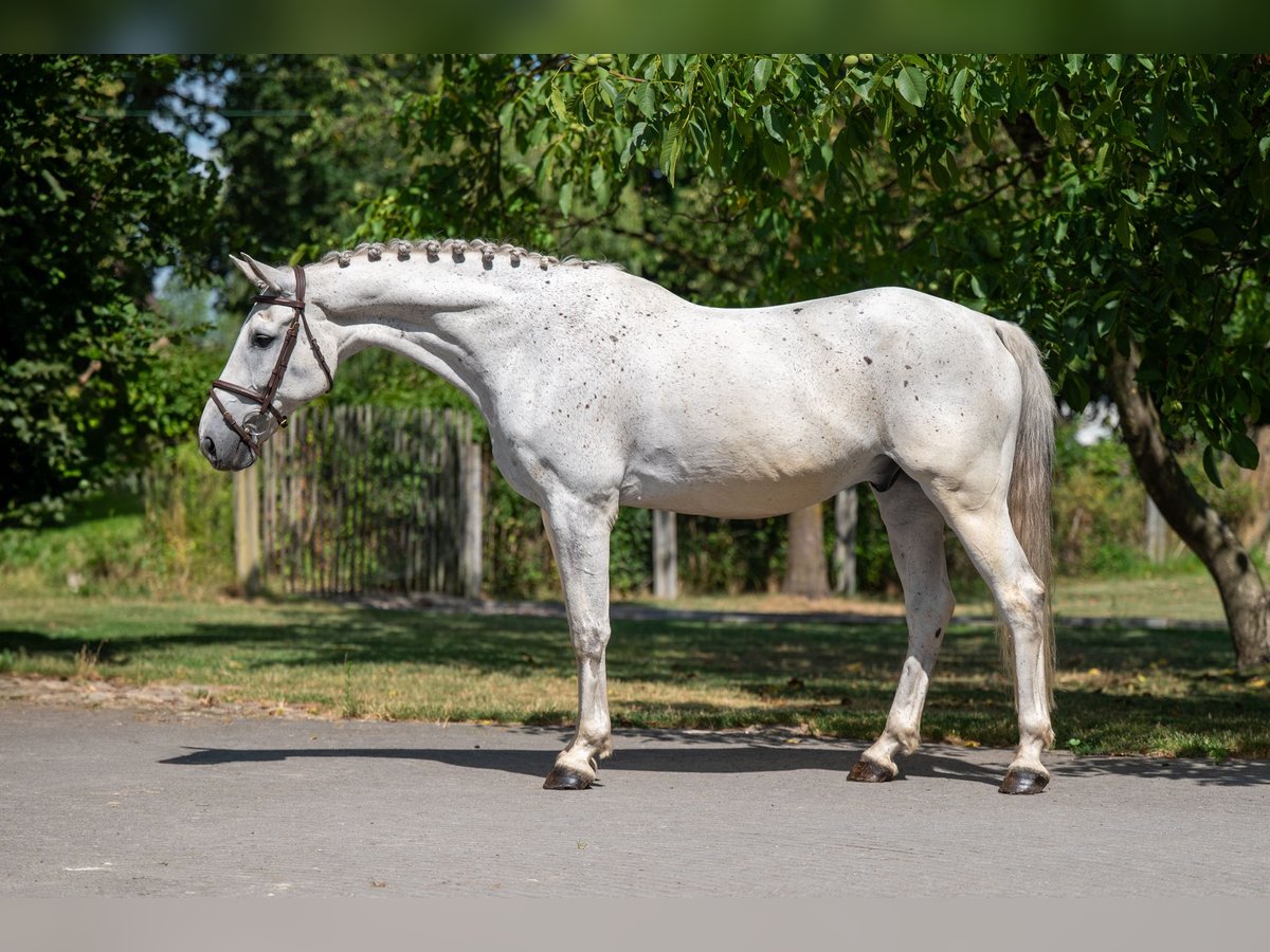 BWP (cheval de sang belge) Hongre 17 Ans 162 cm Gris in GROTE-BROGEL