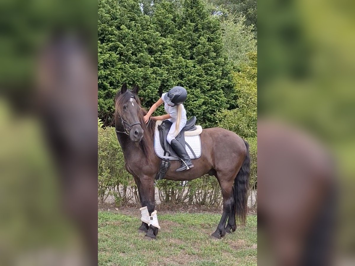 BWP (cheval de sang belge) Croisé Hongre 21 Ans 158 cm Noir in Halsteren