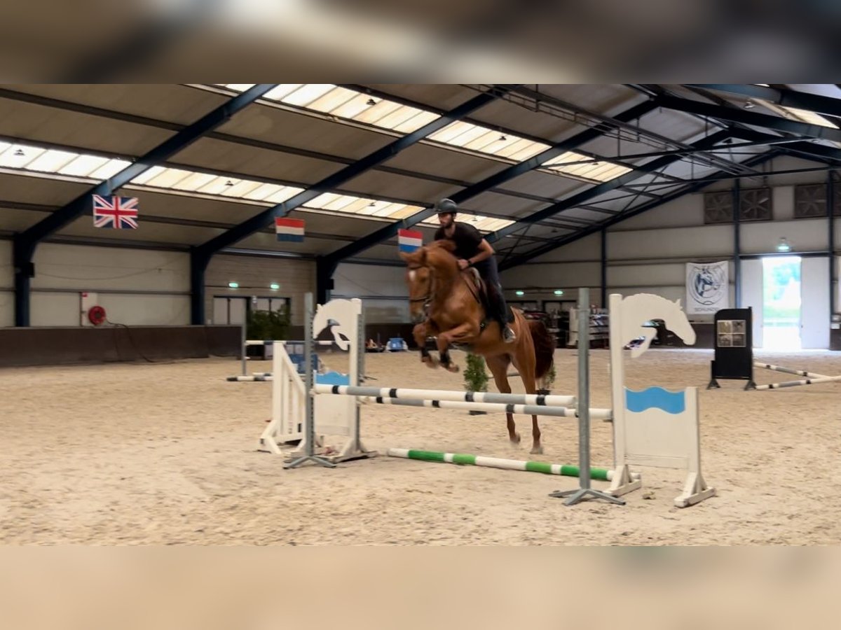 BWP (cheval de sang belge) Hongre 3 Ans 167 cm Alezan in Schijndel