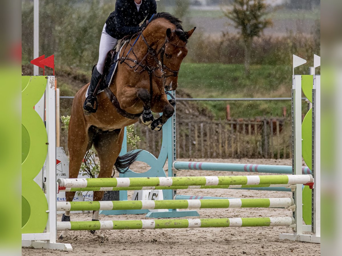 BWP (cheval de sang belge) Hongre 3 Ans 168 cm Bai in Noville