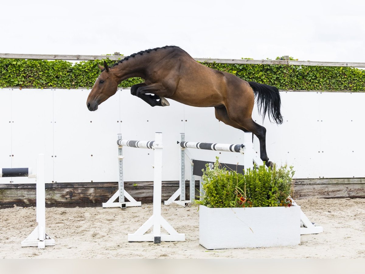 BWP (cheval de sang belge) Hongre 4 Ans 171 cm Bai in Waddinxveen