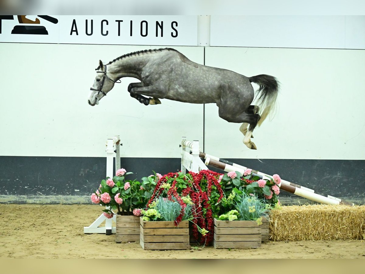 BWP (cheval de sang belge) Hongre 4 Ans 171 cm Gris in Bladel