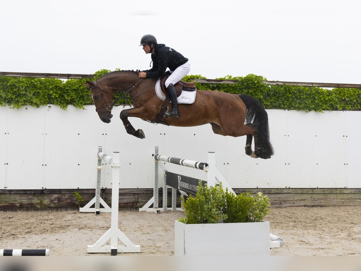 BWP (cheval de sang belge) Hongre 4 Ans 171 cm Gris in Waddinxveen