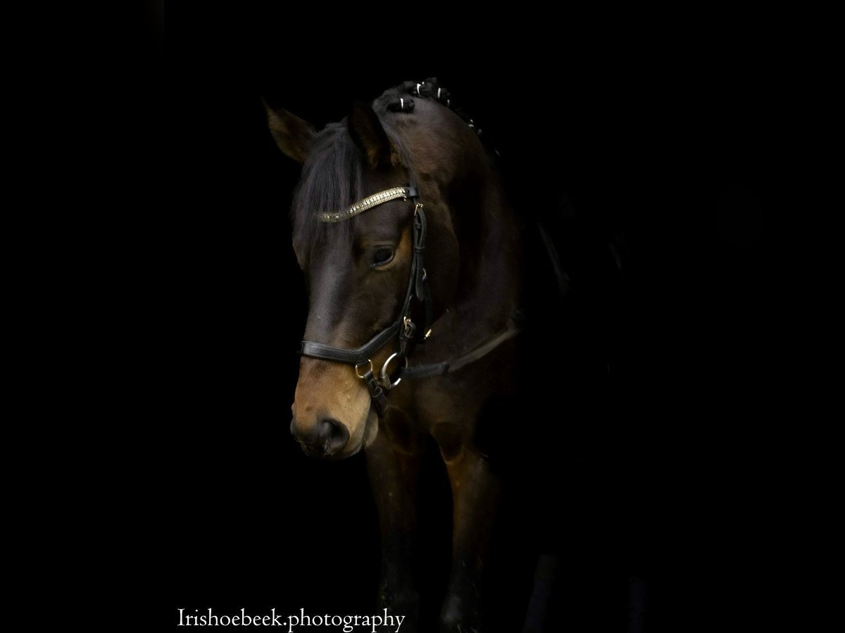 BWP (cheval de sang belge) Hongre 4 Ans 172 cm Bai brun in Bornem