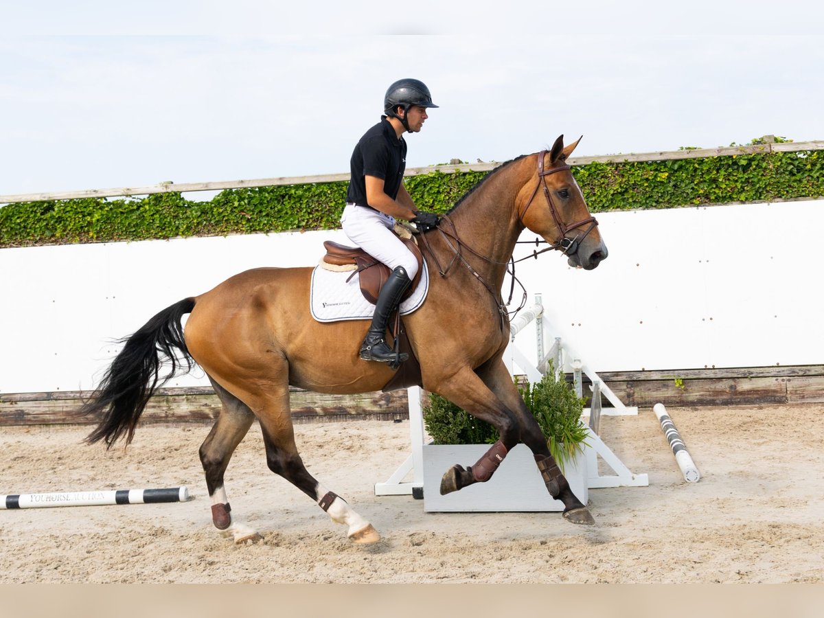 BWP (cheval de sang belge) Hongre 4 Ans 178 cm Bai in Waddinxveen