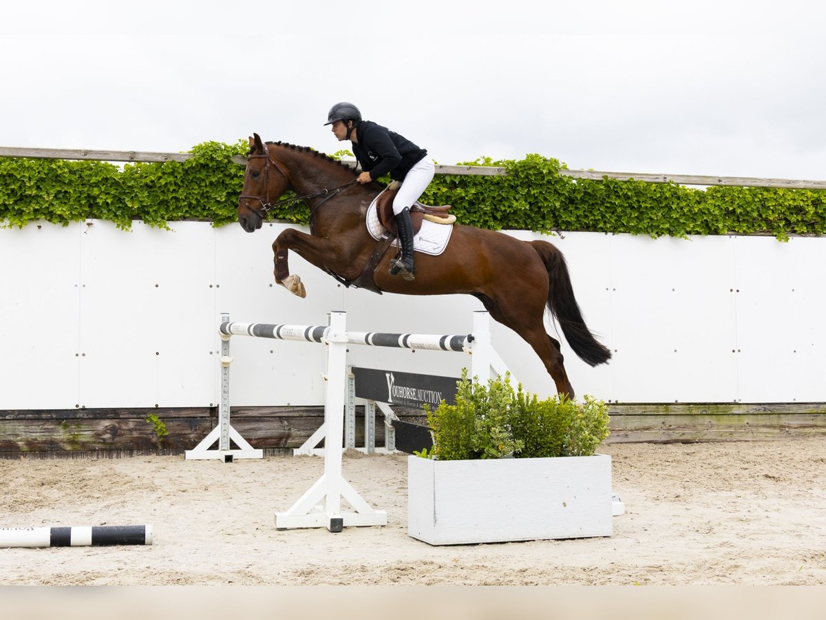 BWP (cheval de sang belge) Hongre 5 Ans 168 cm Alezan in Waddinxveen