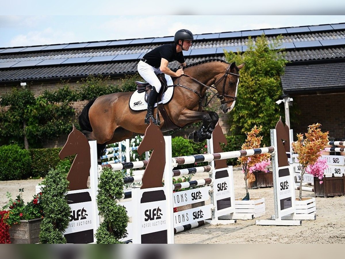 BWP (cheval de sang belge) Hongre 6 Ans 166 cm Bai in Bladel