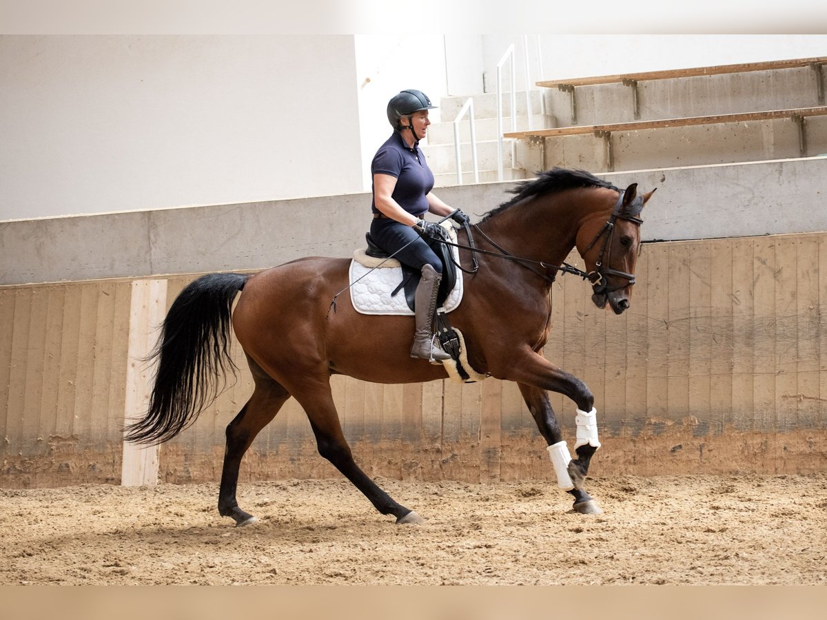 BWP (cheval de sang belge) Hongre 6 Ans 171 cm Bai in Gr&#xE4;felfing