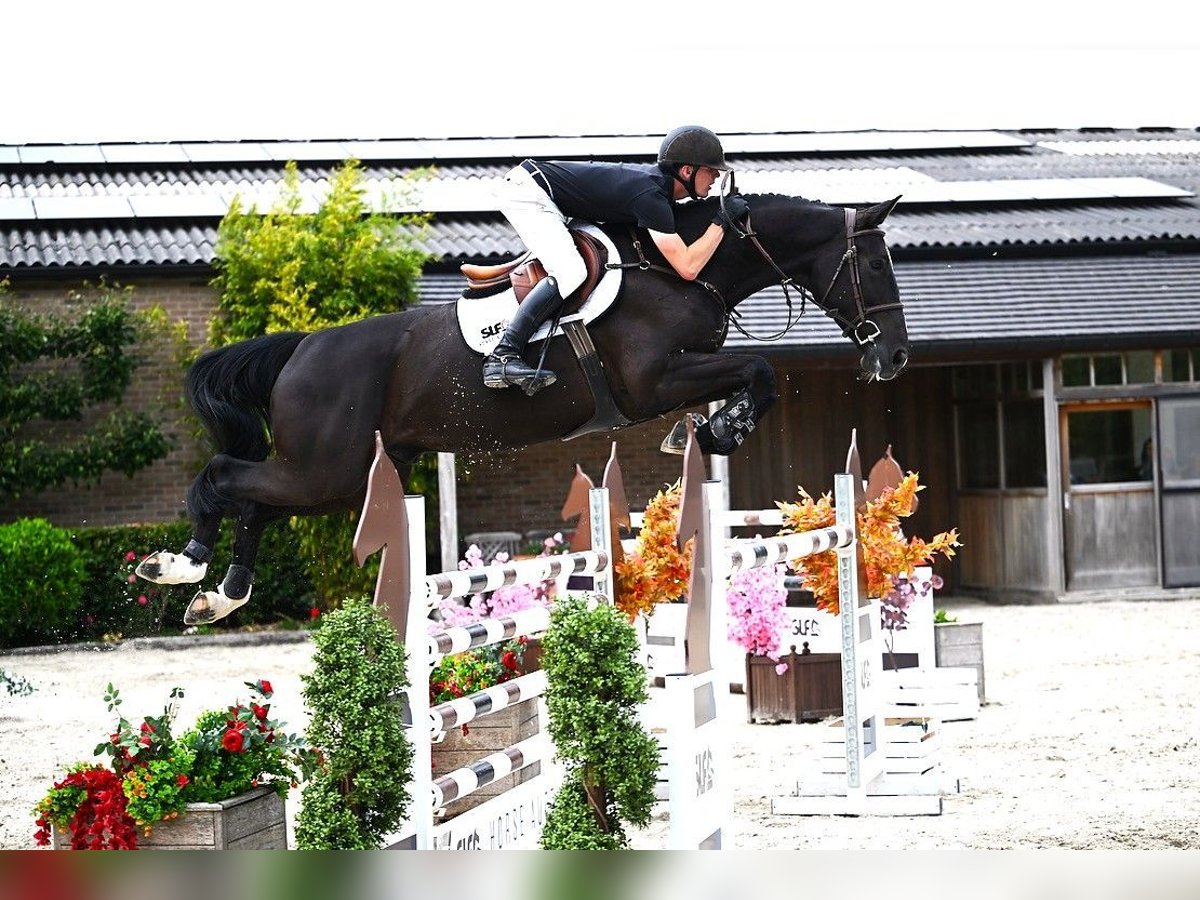 BWP (cheval de sang belge) Hongre 6 Ans 173 cm Bai brun foncé in Bladel