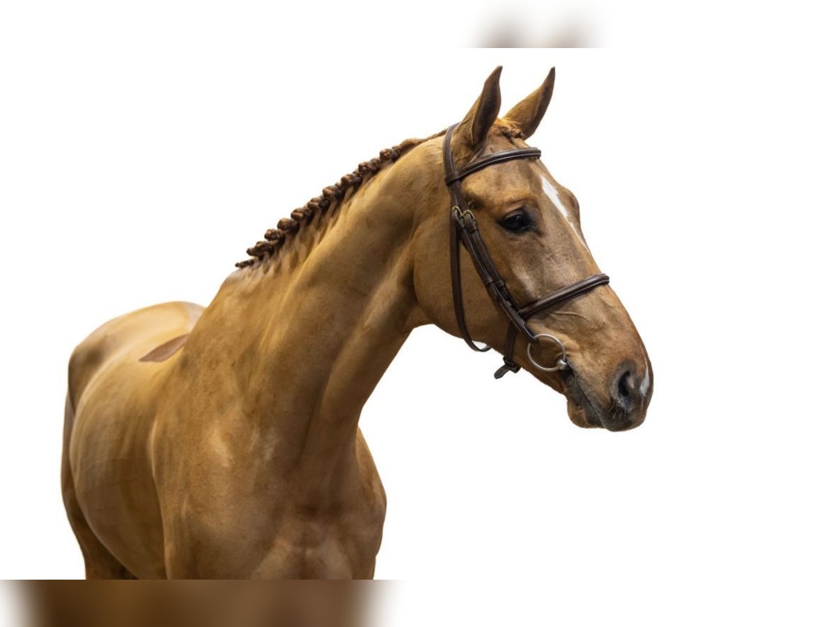 BWP (cheval de sang belge) Hongre 8 Ans 168 cm Alezan in GROTE-BROGEL