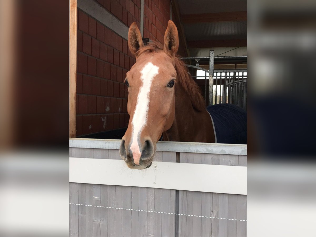 BWP (cheval de sang belge) Jument 12 Ans 166 cm Alezan in Gerstetten