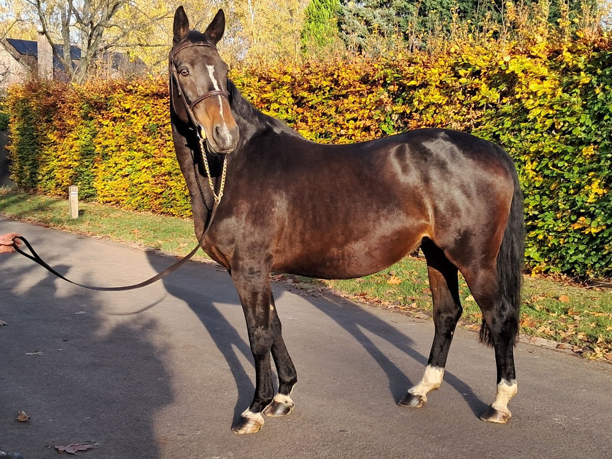 BWP (cheval de sang belge) Jument 16 Ans 168 cm Bai in GROTE-BROGEL