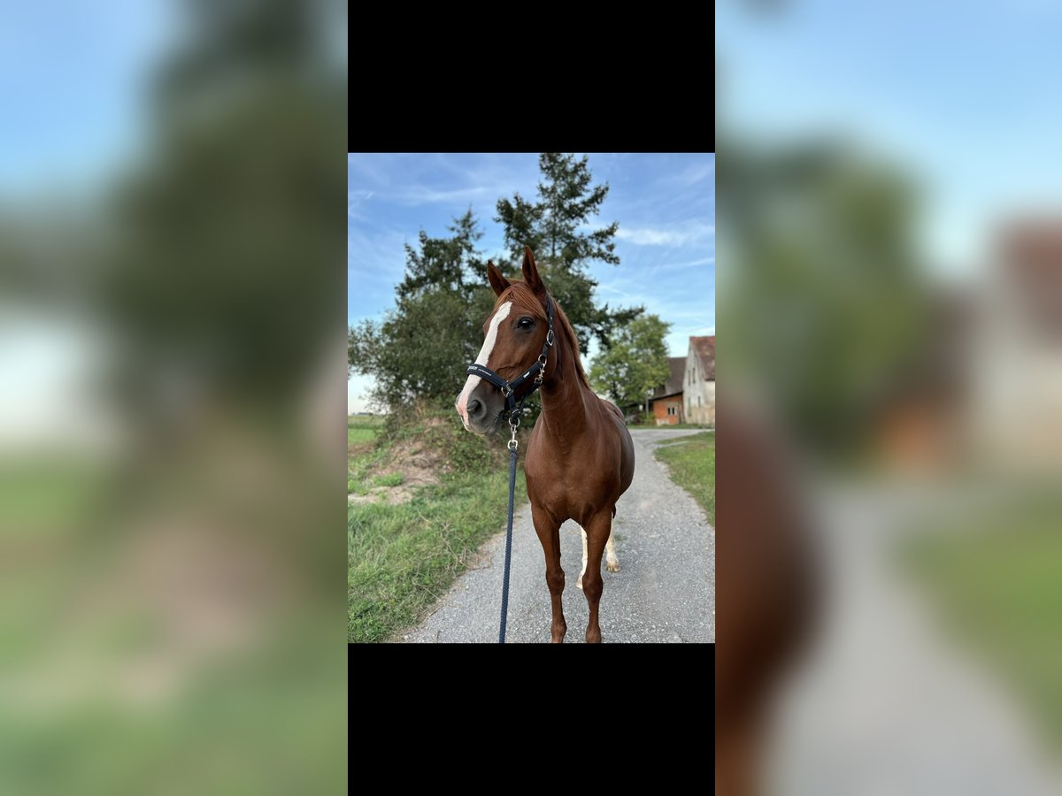 BWP (cheval de sang belge) Jument 19 Ans 173 cm Alezan in G&#xFC;glingen