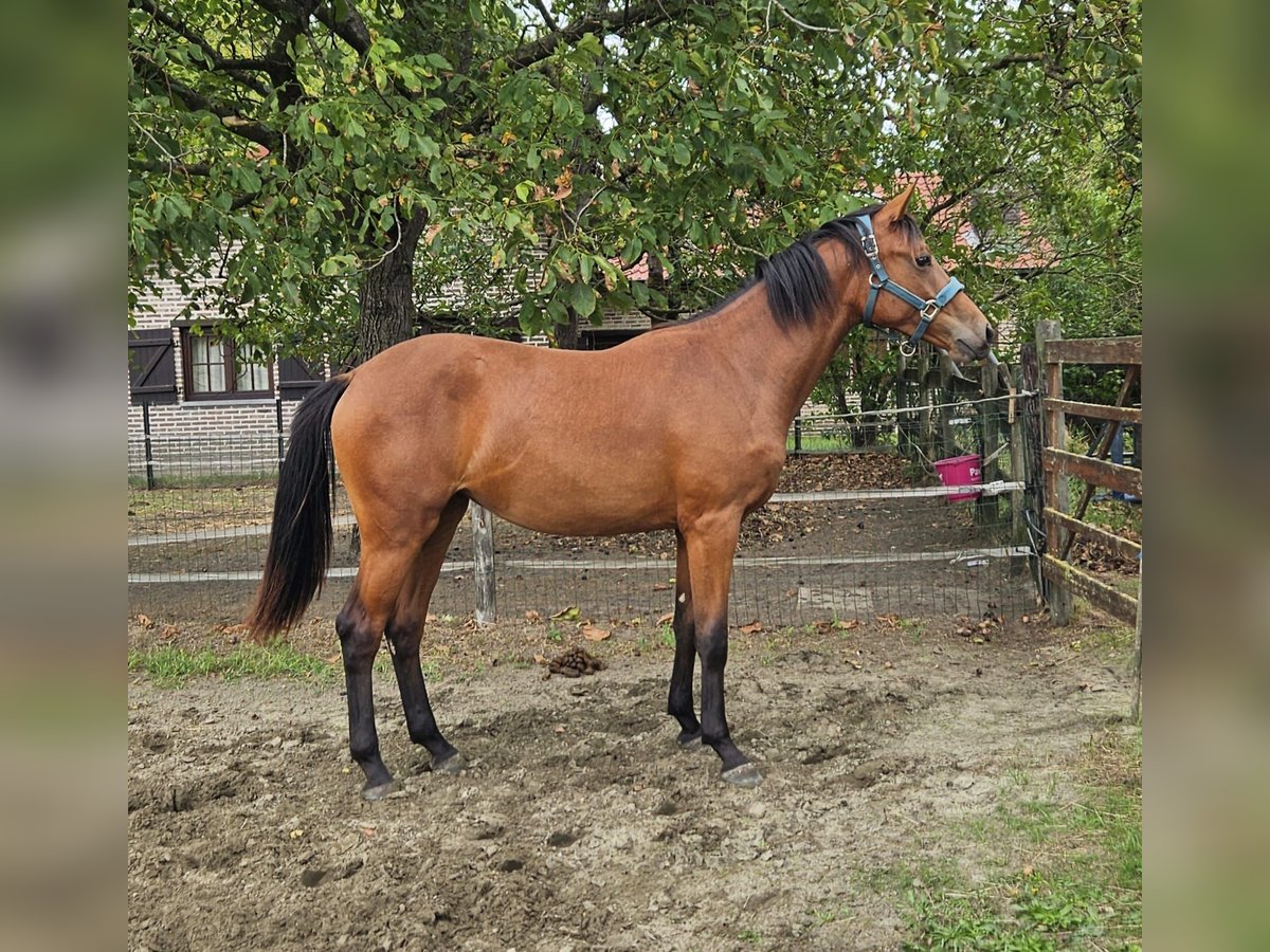 BWP (cheval de sang belge) Jument 1 Année Bai in Grobbendonk
