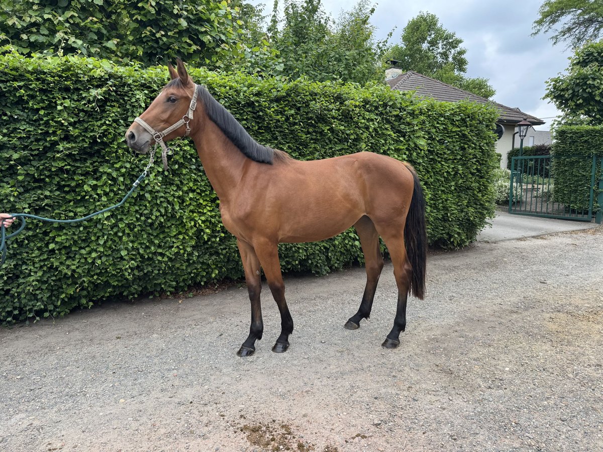 BWP (cheval de sang belge) Jument 2 Ans 160 cm Bai in GROTE BROGEL