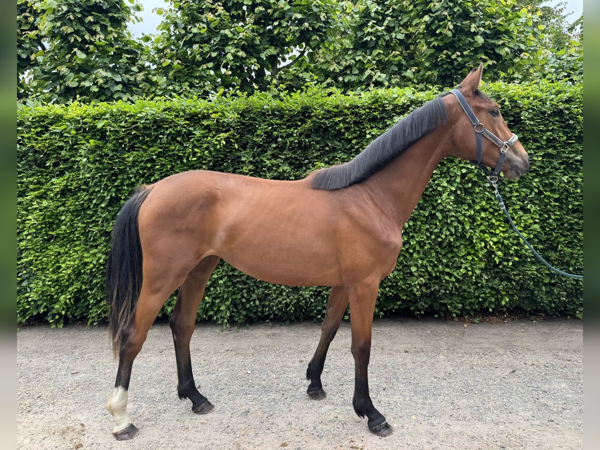 BWP (cheval de sang belge) Jument 2 Ans Bai in GROTE BROGEL