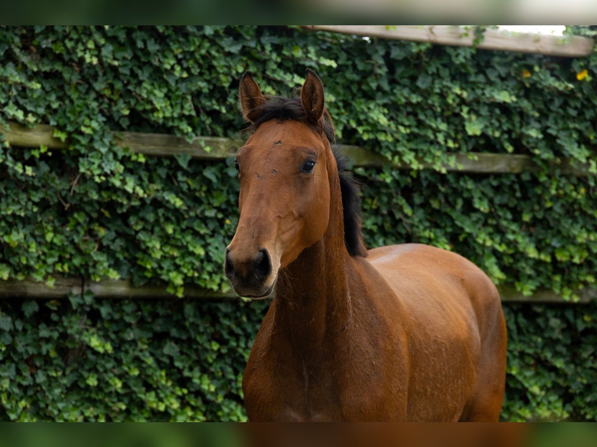 BWP (cheval de sang belge) Jument 3 Ans 153 cm Noir in Waddinxveen BWP (cheval de sang belge) Jument 3 Ans 153 cm Noir in Waddinxveen