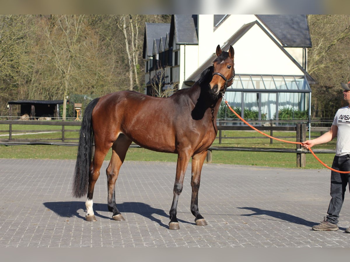 BWP (cheval de sang belge) Jument 3 Ans 166 cm Bai in Gestel Berlaar
