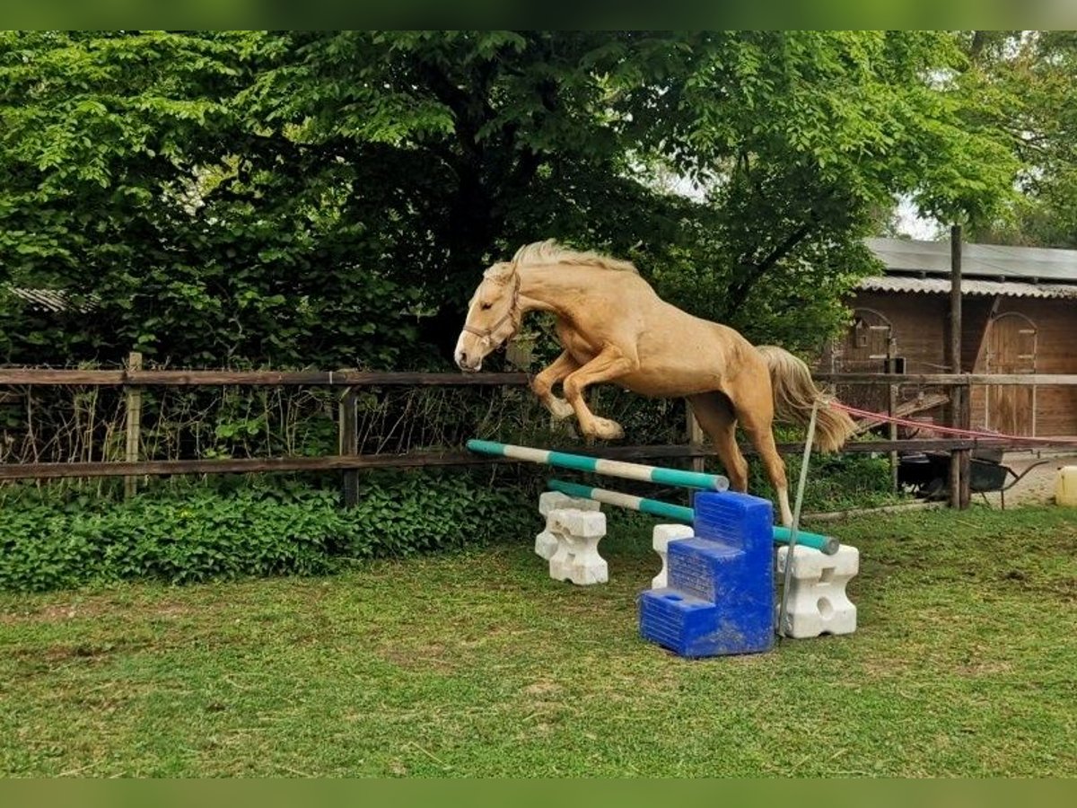 BWP (cheval de sang belge) Jument 3 Ans 167 cm Palomino in Lichtenvoorde