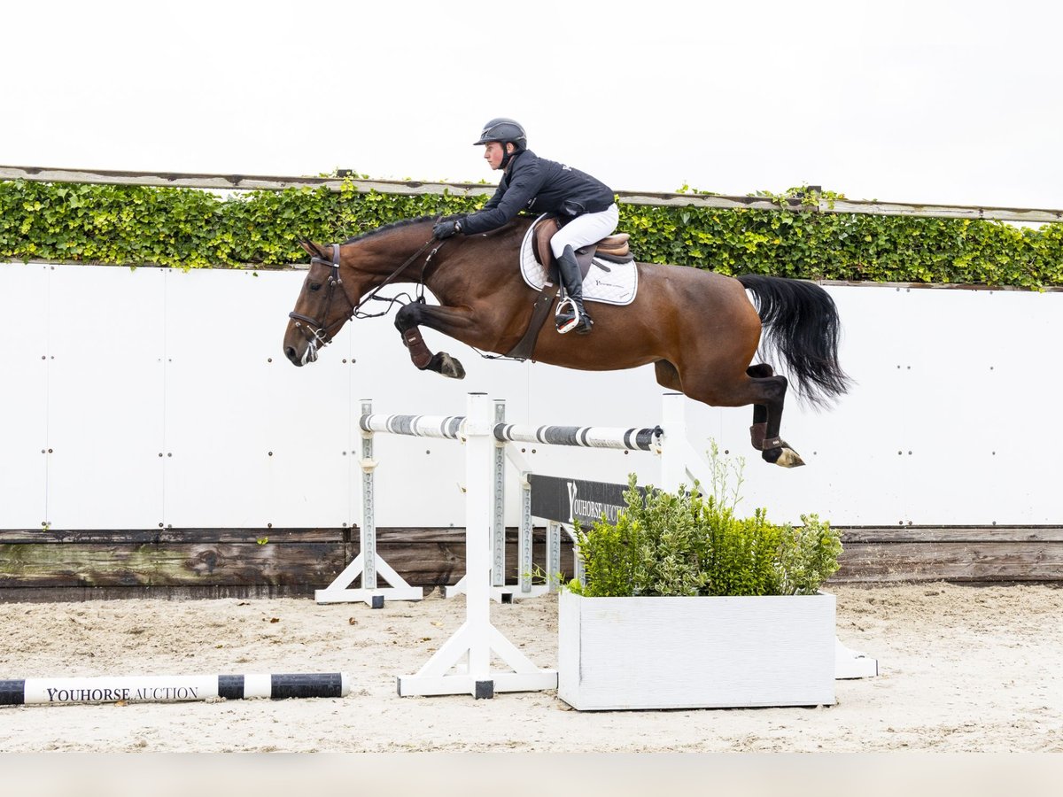 BWP (cheval de sang belge) Jument 4 Ans 161 cm Bai in Waddinxveen