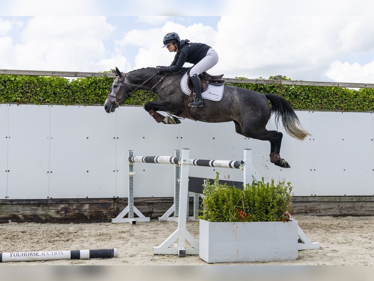 BWP (cheval de sang belge) Jument 4 Ans 165 cm Gris in Waddinxveen