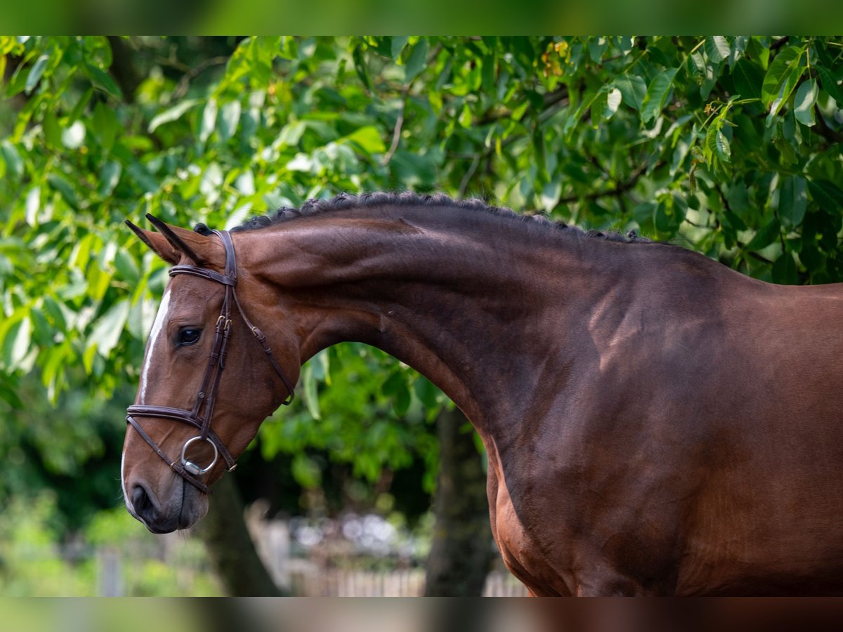 BWP (cheval de sang belge) Jument 4 Ans 170 cm Bai in GROTE-BROGEL