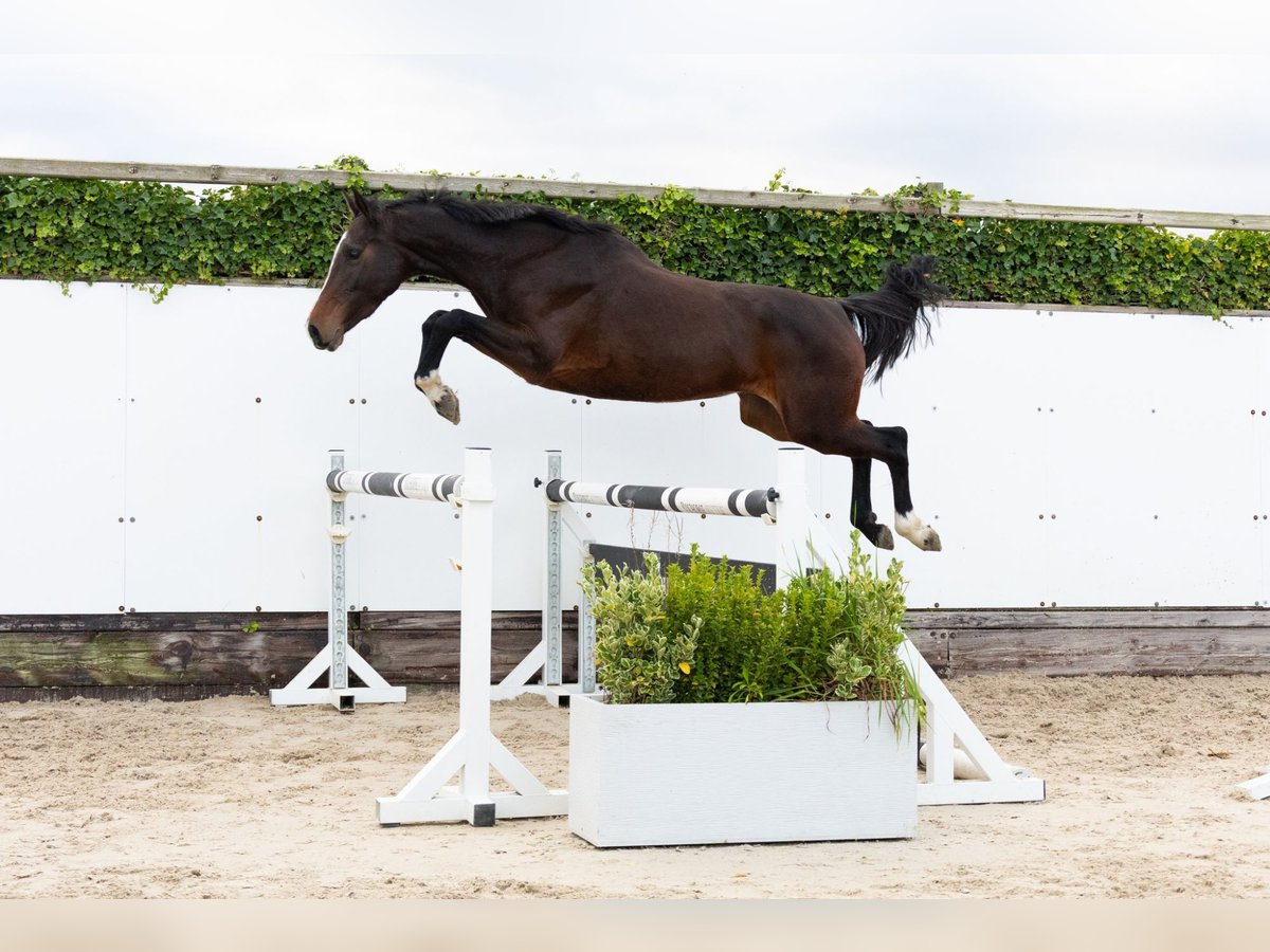 BWP (cheval de sang belge) Jument 5 Ans 155 cm Roan-Bay in Waddinxveen BWP (cheval de sang belge) Jument 5 Ans 155 cm Roan-Bay in Waddinxveen
