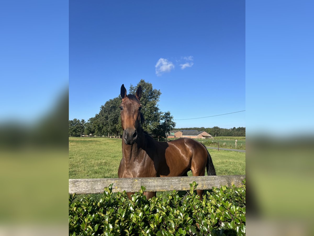 BWP (cheval de sang belge) Jument 5 Ans 171 cm Bai in Brecht
