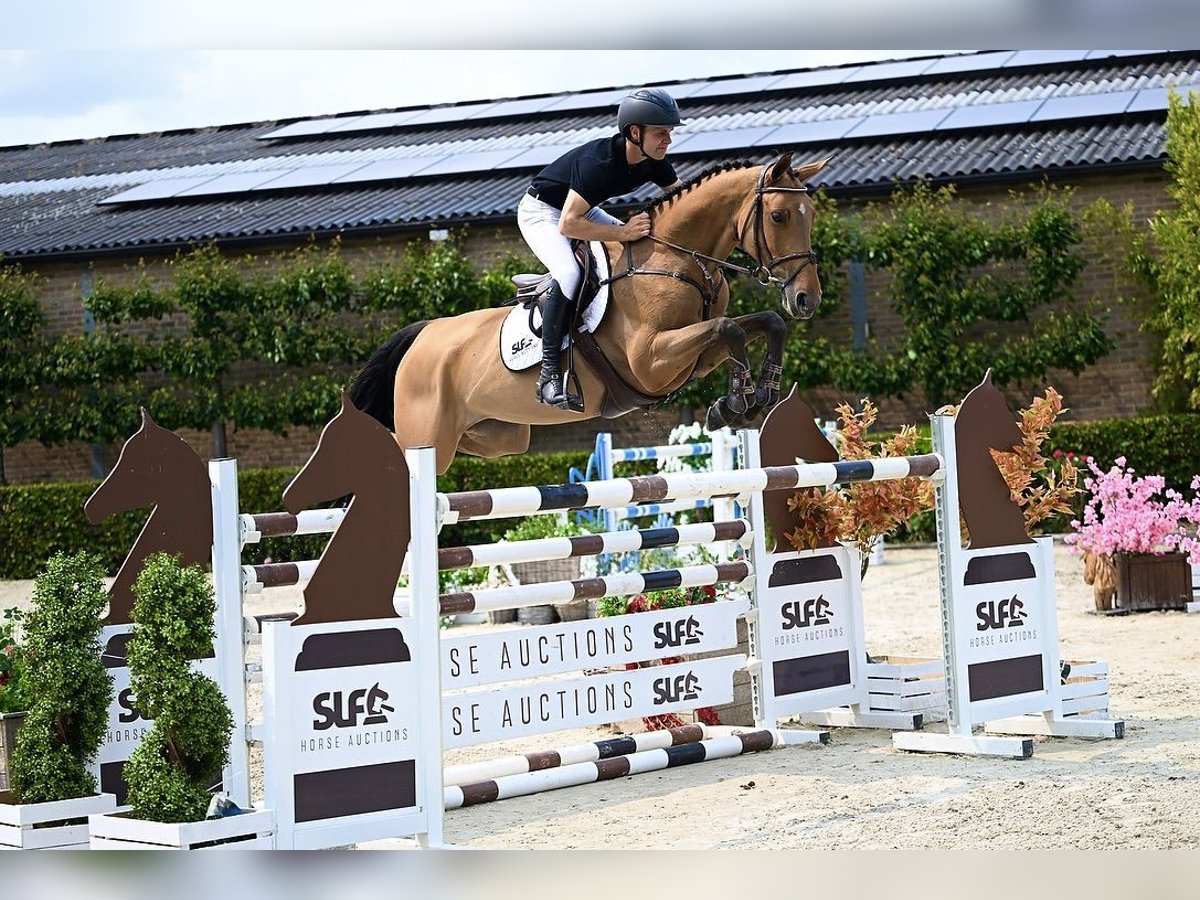 BWP (cheval de sang belge) Jument 6 Ans 164 cm Bai in Bladel