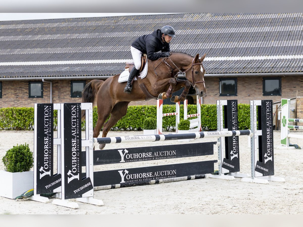 BWP (cheval de sang belge) Jument 6 Ans 170 cm Alezan brûlé in Waddinxveen