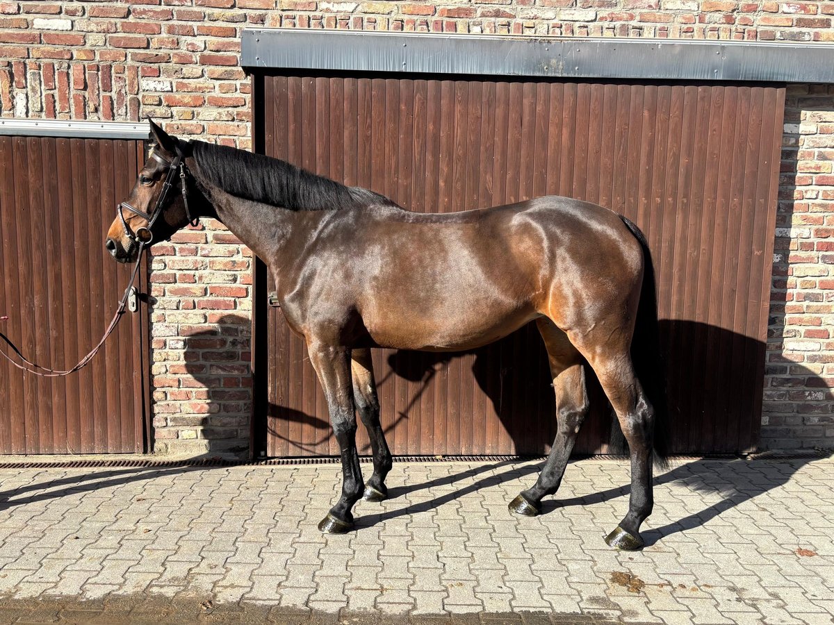 BWP (cheval de sang belge) Jument 7 Ans Bai brun in Grevenbroich