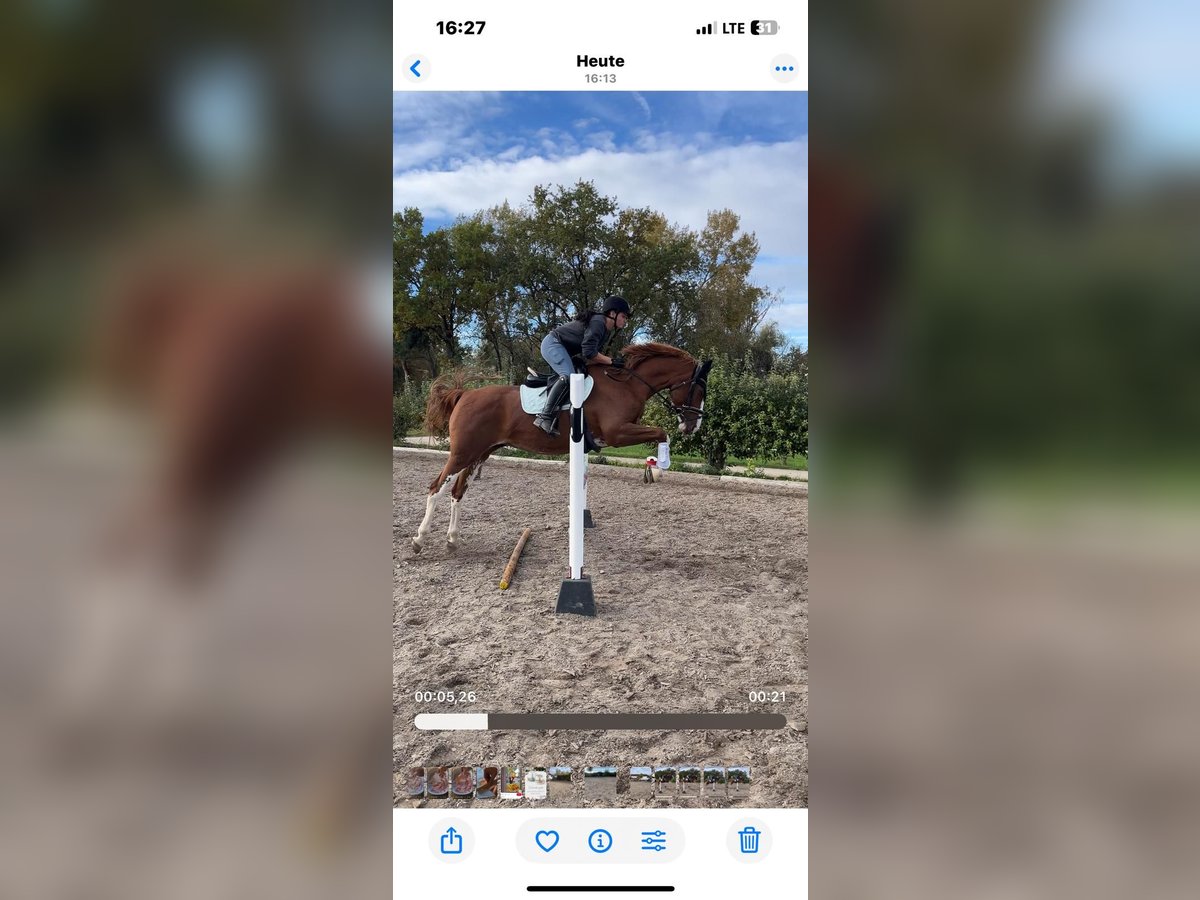 BWP (cheval de sang belge) Jument 9 Ans 170 cm Alezan in Ingolstadt