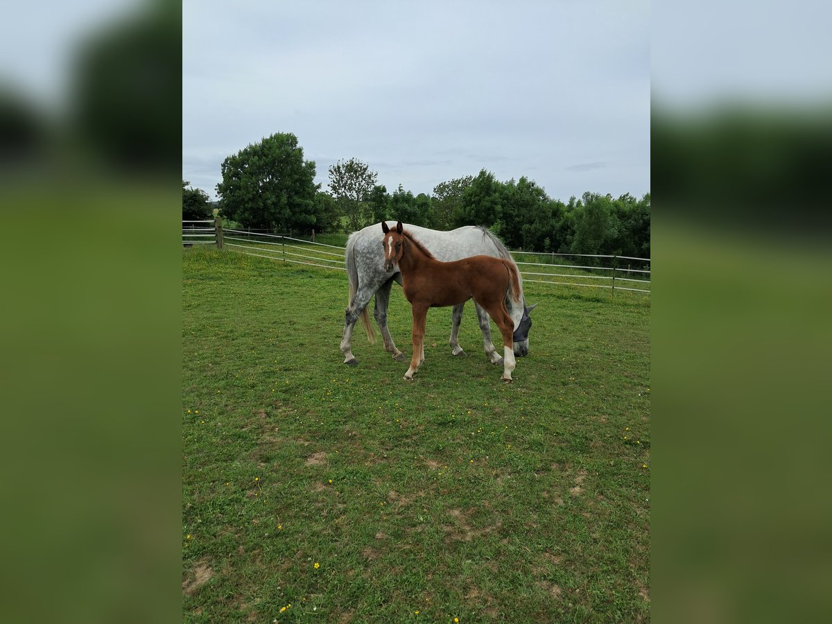 BWP (cheval de sang belge) Jument  130 cm Alezan in Bois de Halleux 861